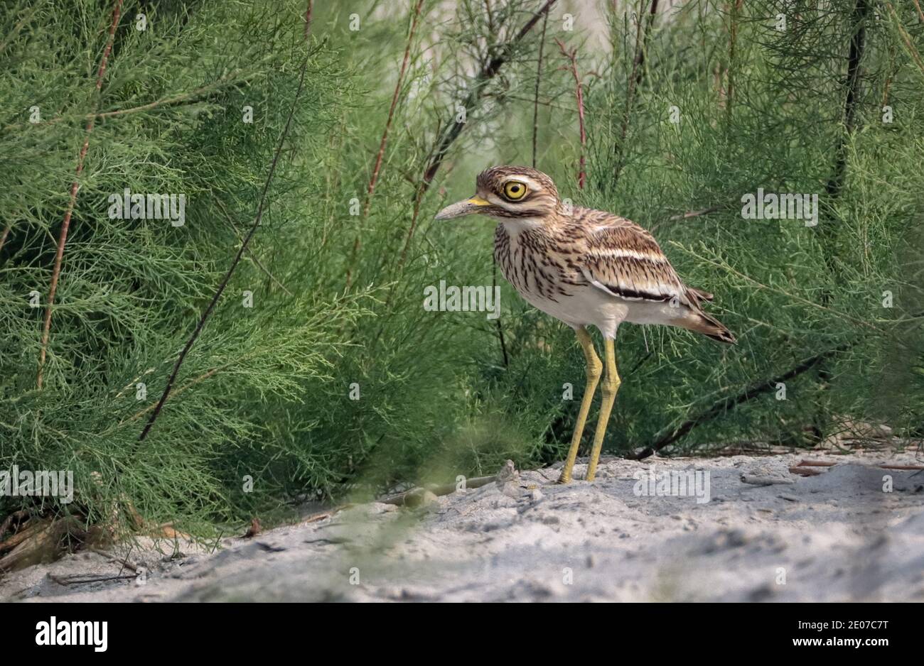 Foto di stock indiano di cagliata di pietra o ginocchio spesso Foto Stock
