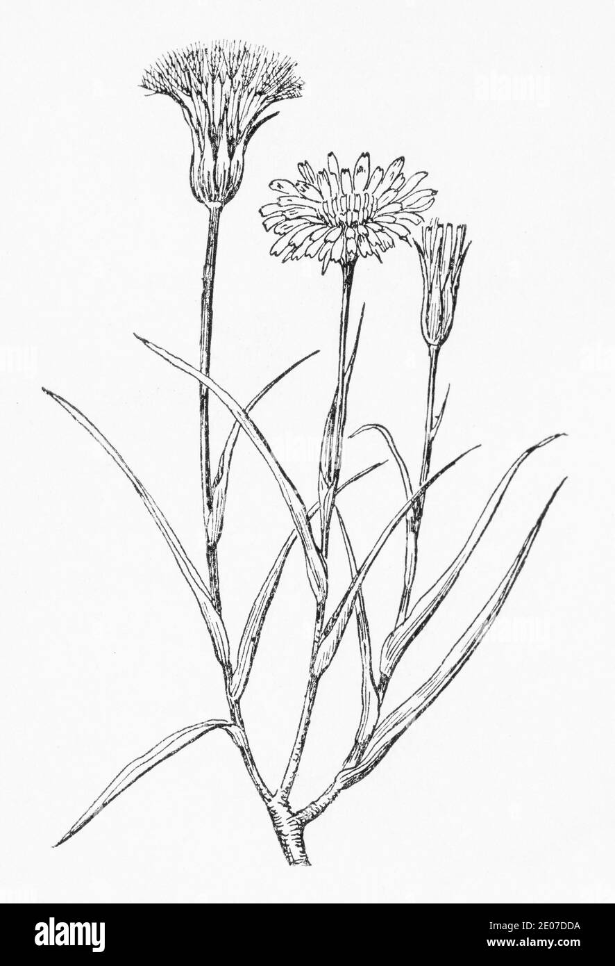 Antica illustrazione botanica incisione di Goatsbeard gialla / Tragopogon pratensis. Pianta di erbe medicinali tradizionali. Vedere Note Foto Stock