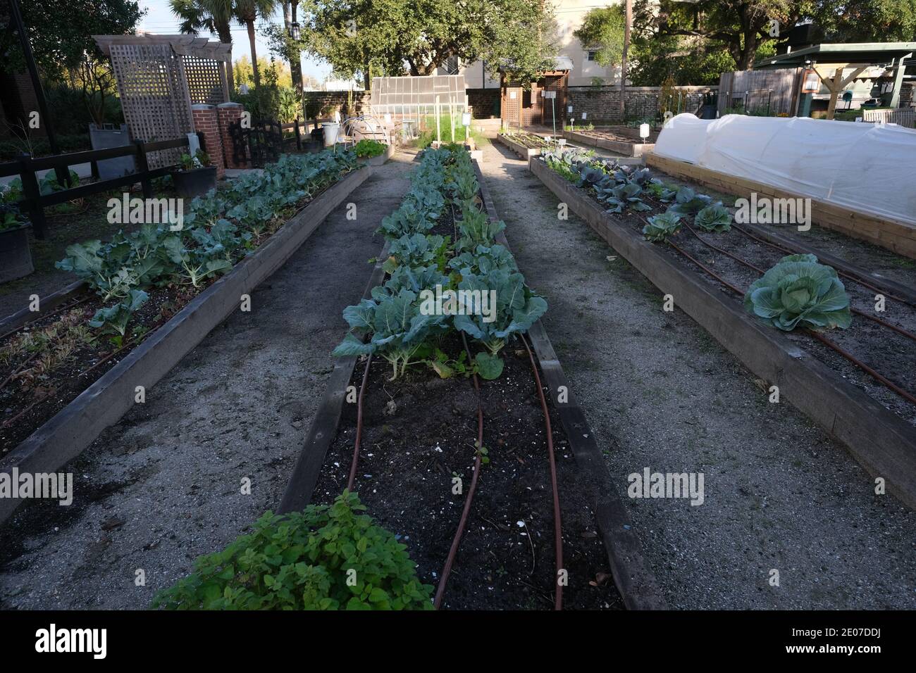 Fotografia di strada e Giardini urbani dove i volontari mantengono verdure e fiori, tra cui mais, cavoli e menta Foto Stock
