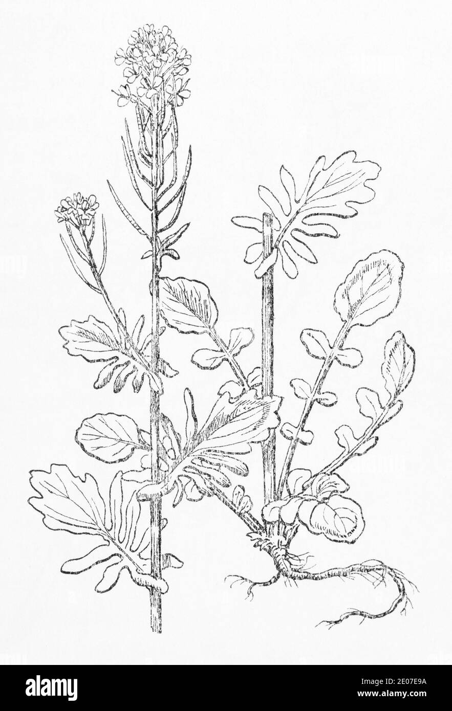 Antica illustrazione botanica incisione di Winter-Cress / Giardino giallo Rocket / Barbarea vulgaris. Pianta di erbe medicinali tradizionali. Vedere Note Foto Stock