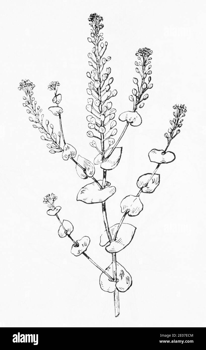 Vecchia illustrazione botanica incisione di Perfoliate Pepperwort / Lepidium perfoliatum. Pianta di erbe medicinali tradizionali. Vedere Note Foto Stock