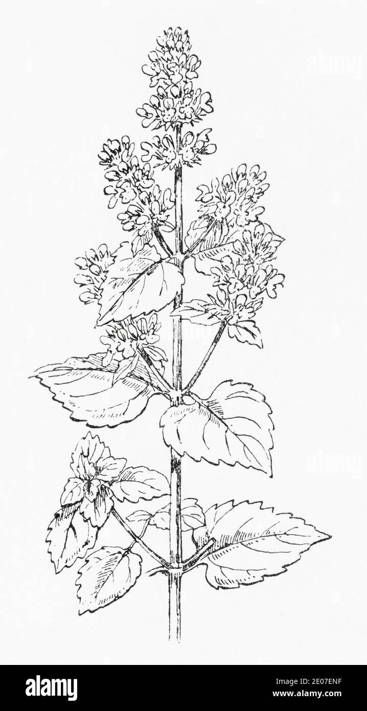 Antica illustrazione botanica incisione di menta, menta gatto / mentha cataria, Nepeta cataria. Pianta di erbe medicinali tradizionali. Vedere Note Foto Stock