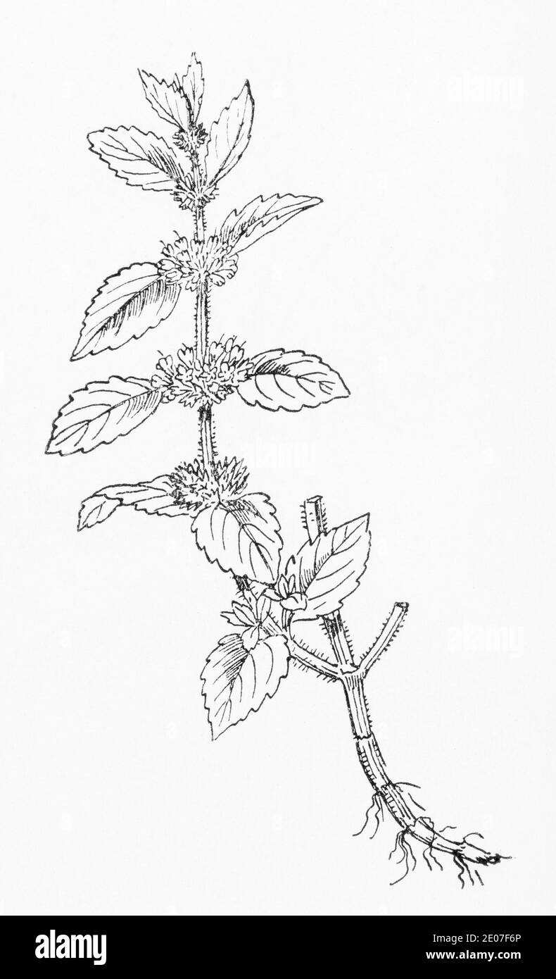 Antica illustrazione botanica incisione di zecca orlata / Mentha sativa. Vedere Note Foto Stock