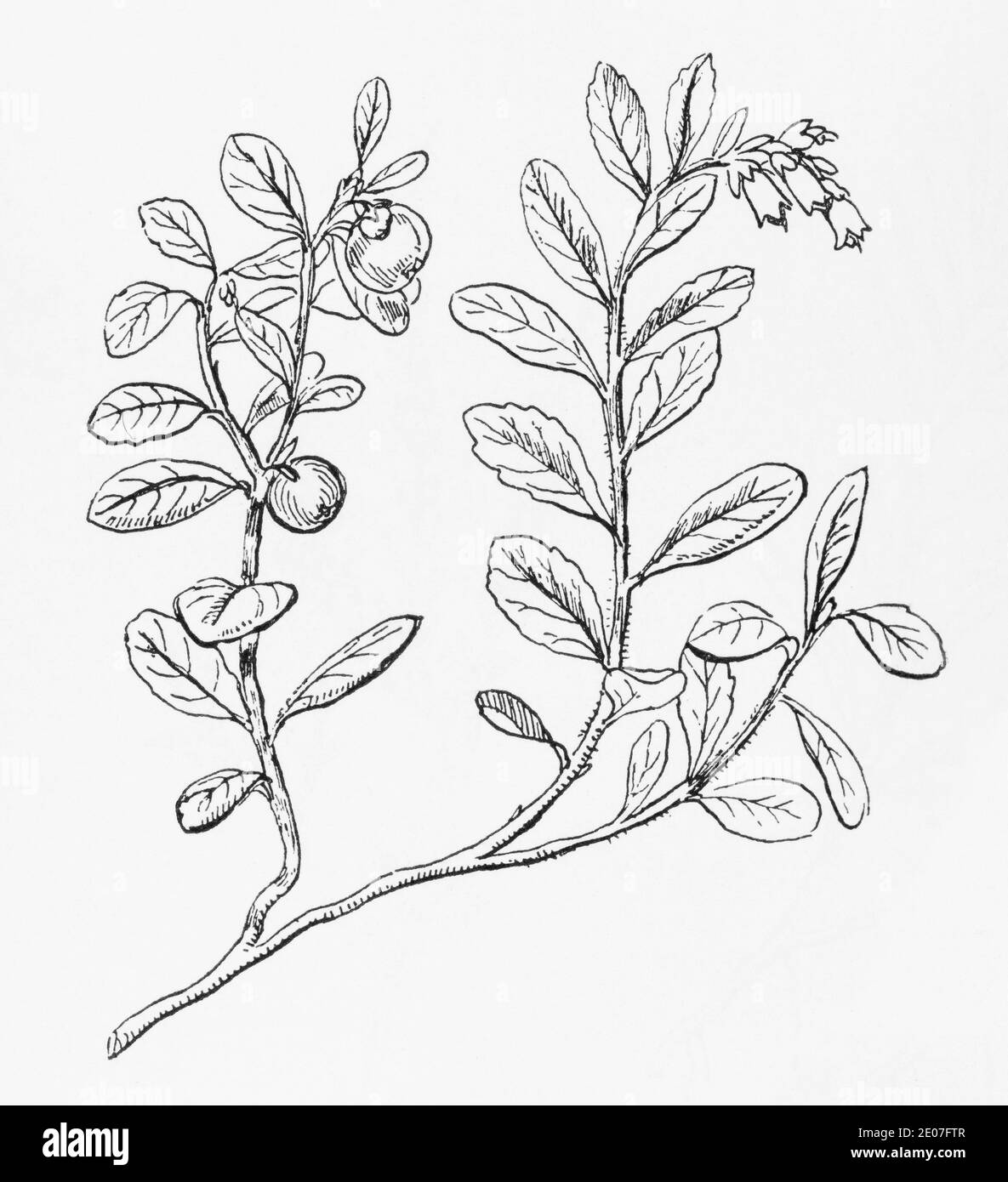 Antica illustrazione botanica incisione di bacca di mucca, mirtillo rosso, mirtillo / Vaccinium vitis-idaea. Pianta medicinale tradizionale. Vedere Note Foto Stock