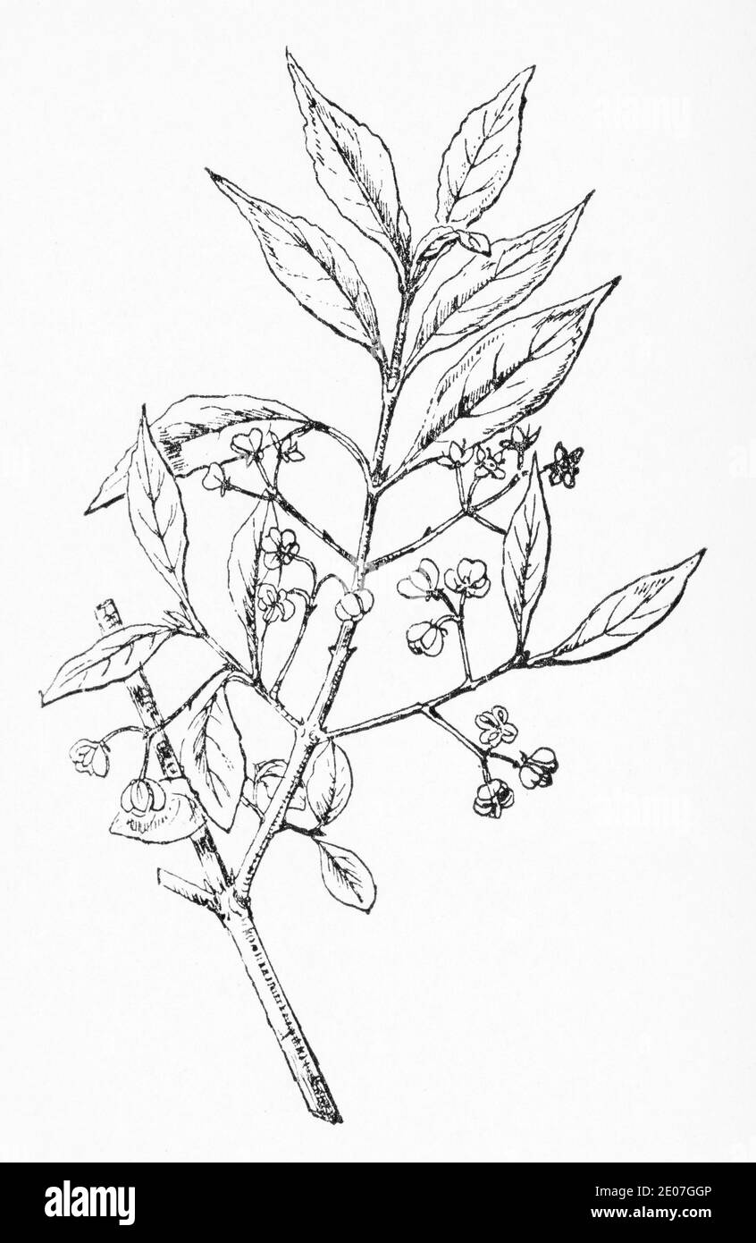 Antica illustrazione botanica incisione di albero fuso / Euonymus europaeus. Pianta di erbe medicinali tradizionali. Vedere Note Foto Stock