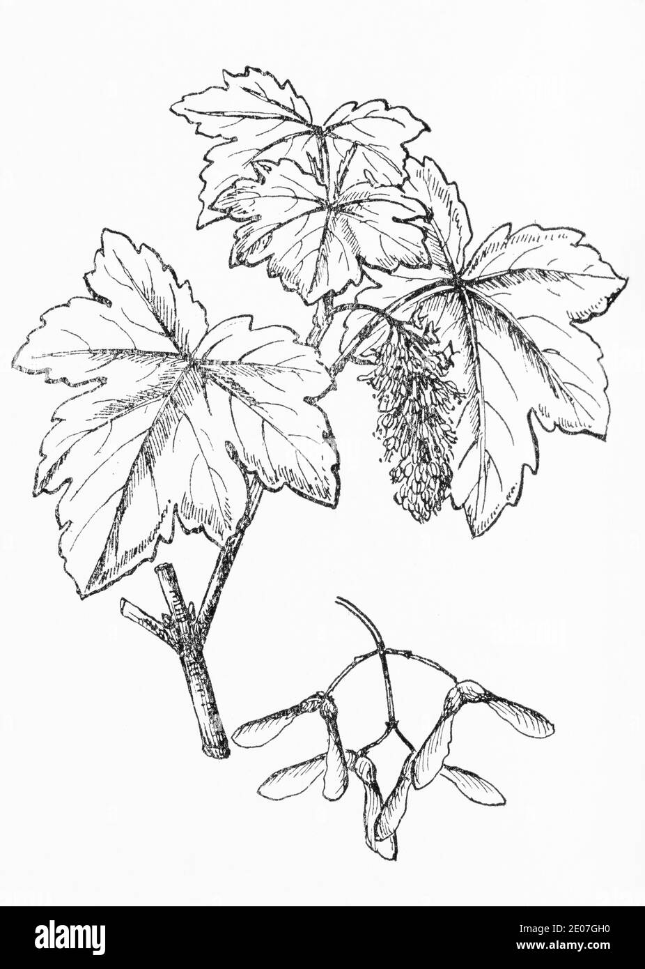 Antica illustrazione botanica incisione di Sycamore / Acer pseudoplatanus. Pianta di erbe medicinali tradizionali. Vedere Note Foto Stock