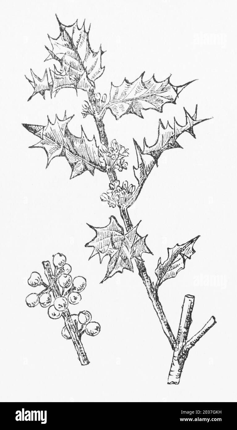 Antica illustrazione botanica incisione di Holly / Ilex aquifolium. Pianta di erbe medicinali tradizionali. Vedere Note Foto Stock