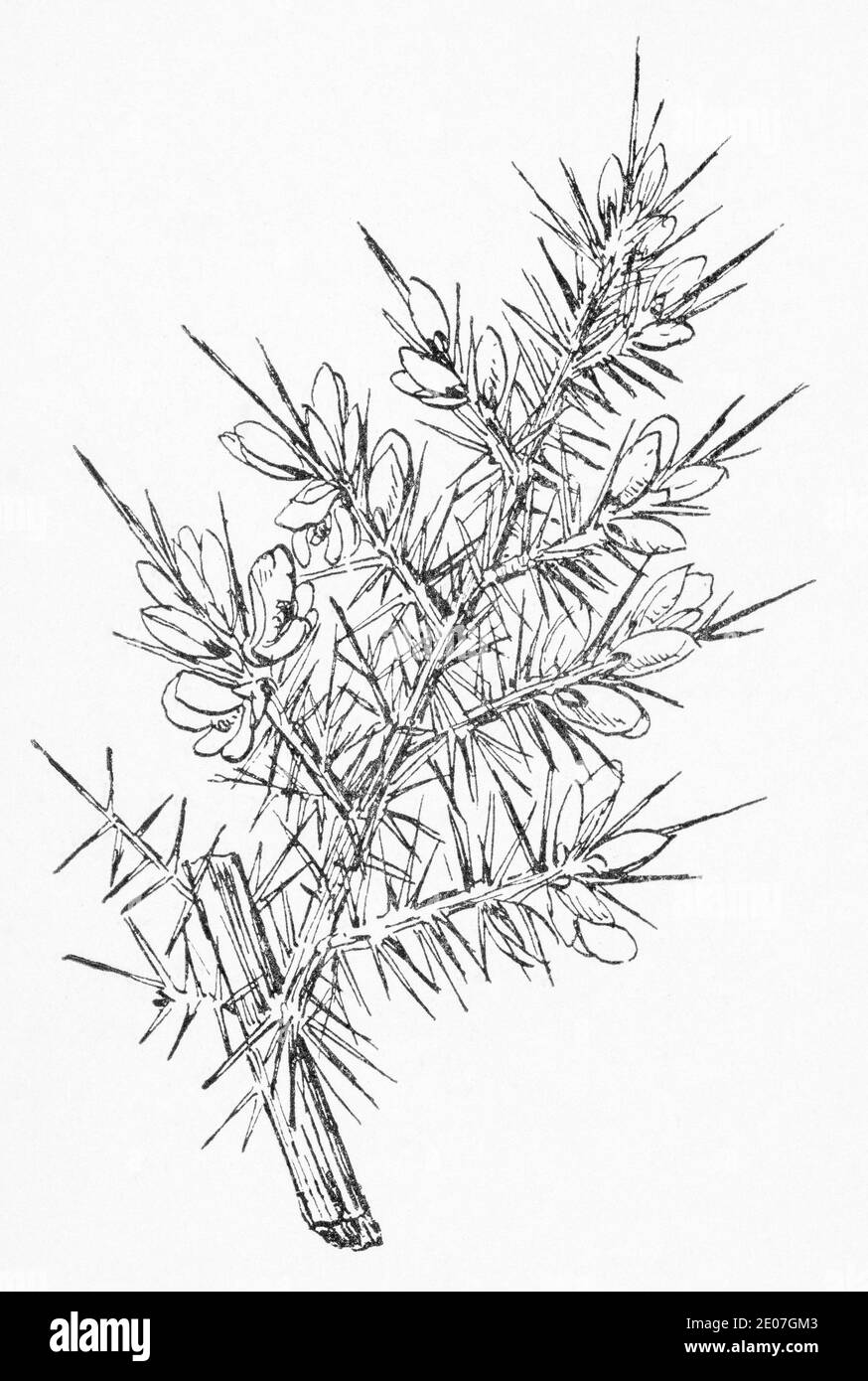 Antica illustrazione botanica incisione di Gorse, Furze / Ulex europaeus. Pianta di erbe medicinali tradizionali. Vedere Note Foto Stock