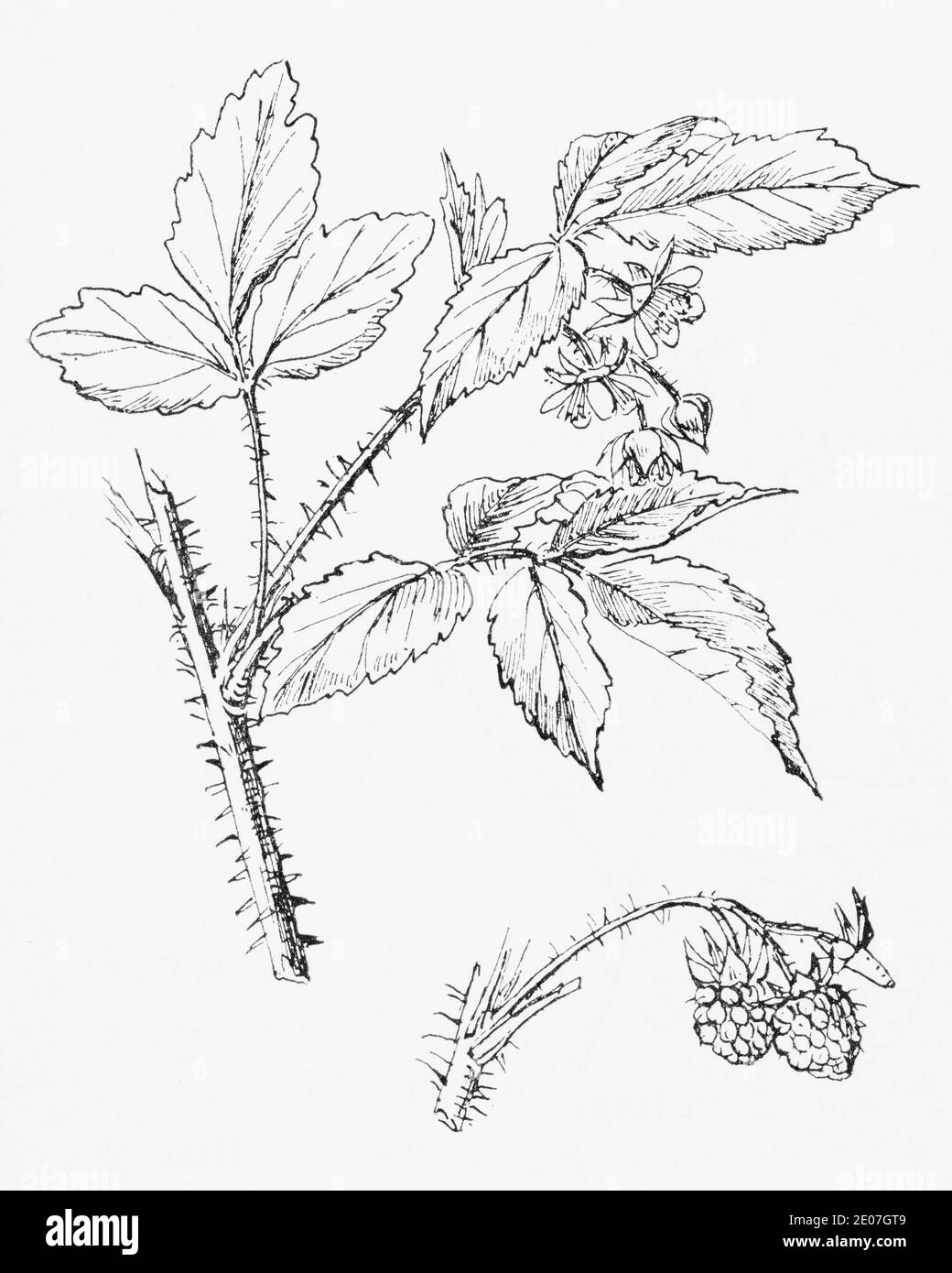 Antica illustrazione botanica incisione di Raspberry / Robus idaeus. Pianta di erbe medicinali tradizionali. Vedere Note Foto Stock