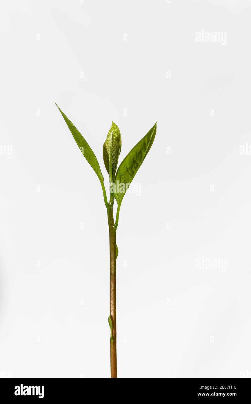 Sparare verde di un'avacado seedling, Persea americana, su uno sfondo bianco Foto Stock