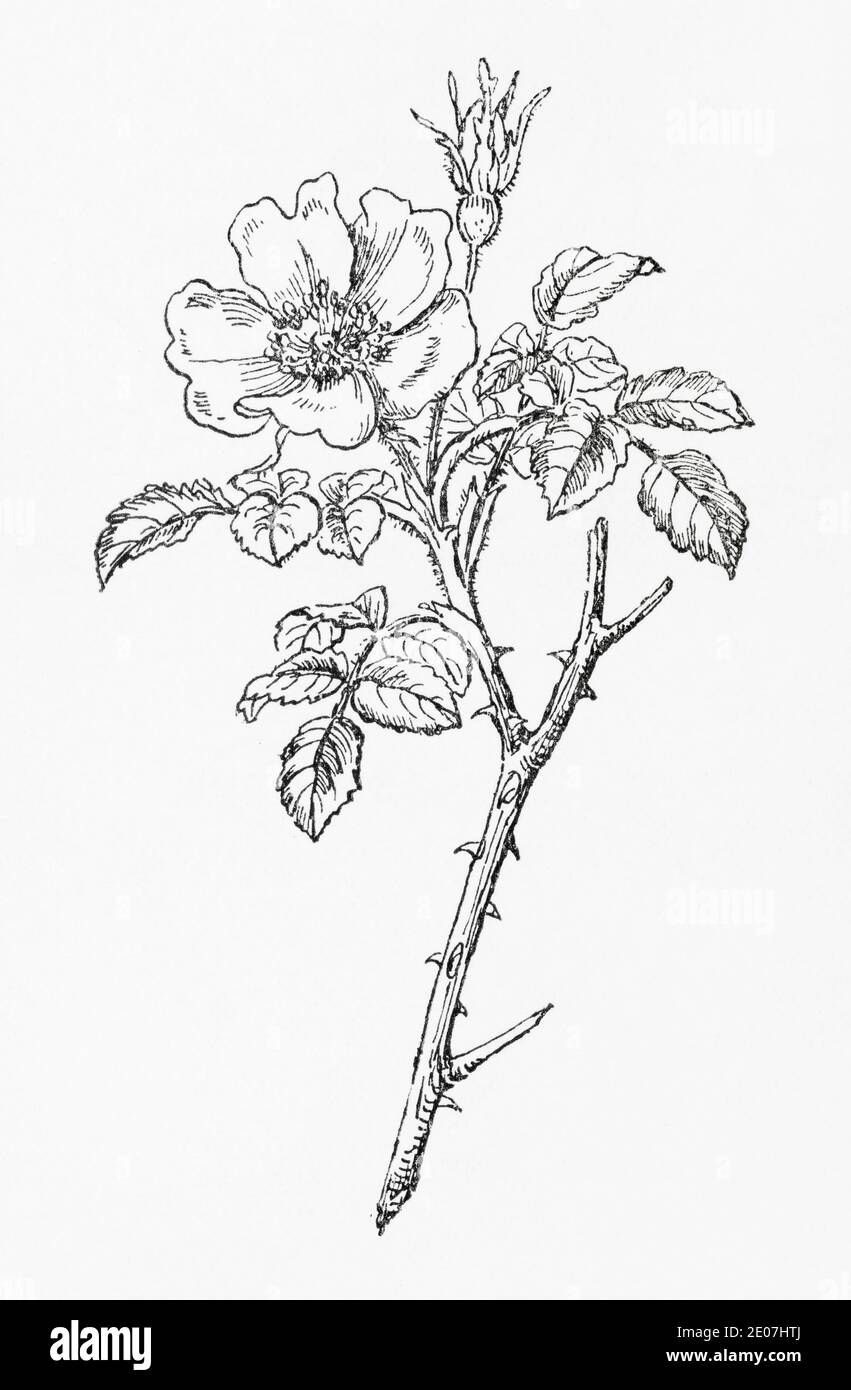Antica illustrazione botanica incisione di Downy Rose / Rosa tomentosa. Vedere Note Foto Stock