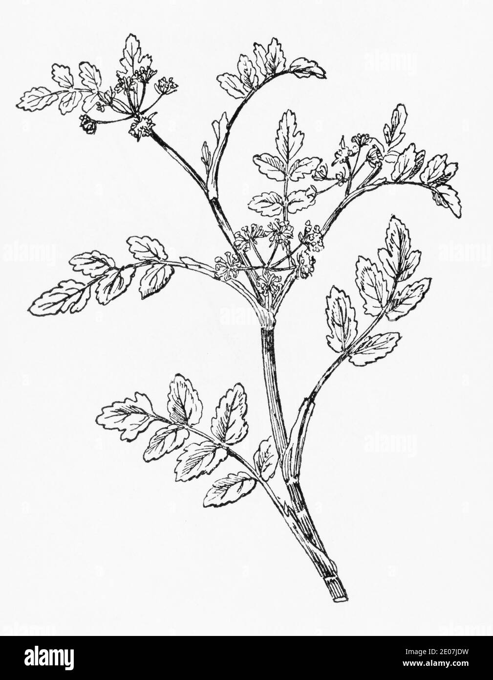 Antica illustrazione botanica incisione di feci Watercress / Apium nodiflorum, Helosciadium nodiflorum. Disegni di bellifers britannici. Vedere Note Foto Stock