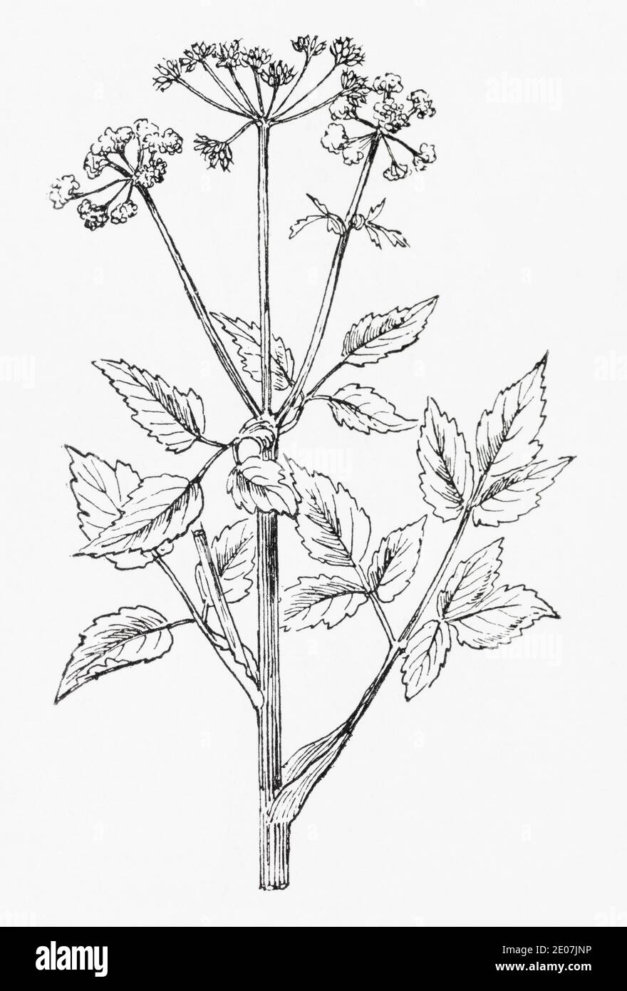 Antica illustrazione botanica incisione di Ground Elder, goutweed / Aegopodium podagraria. Disegni di bellifers britannici. Vecchia pianta di erbe. Vedere Note Foto Stock