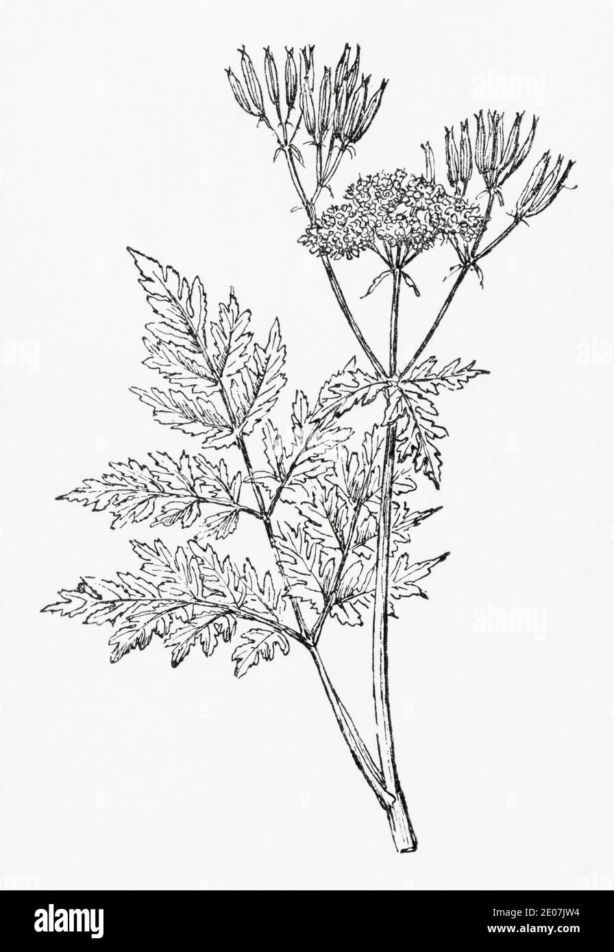 Vecchia illustrazione botanica incisione di Cicely dolce / Mirrhis odorata. Disegni di bellifers britannici. Pianta di erbe medicinali tradizionali. Vedere Note Foto Stock