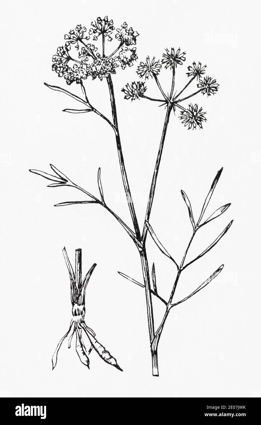 Antica illustrazione botanica incisione di acqua di prezzemolo Dropwort / Oenantthe lachenalii. Disegni di bellifers britannici. Vedere Note Foto Stock