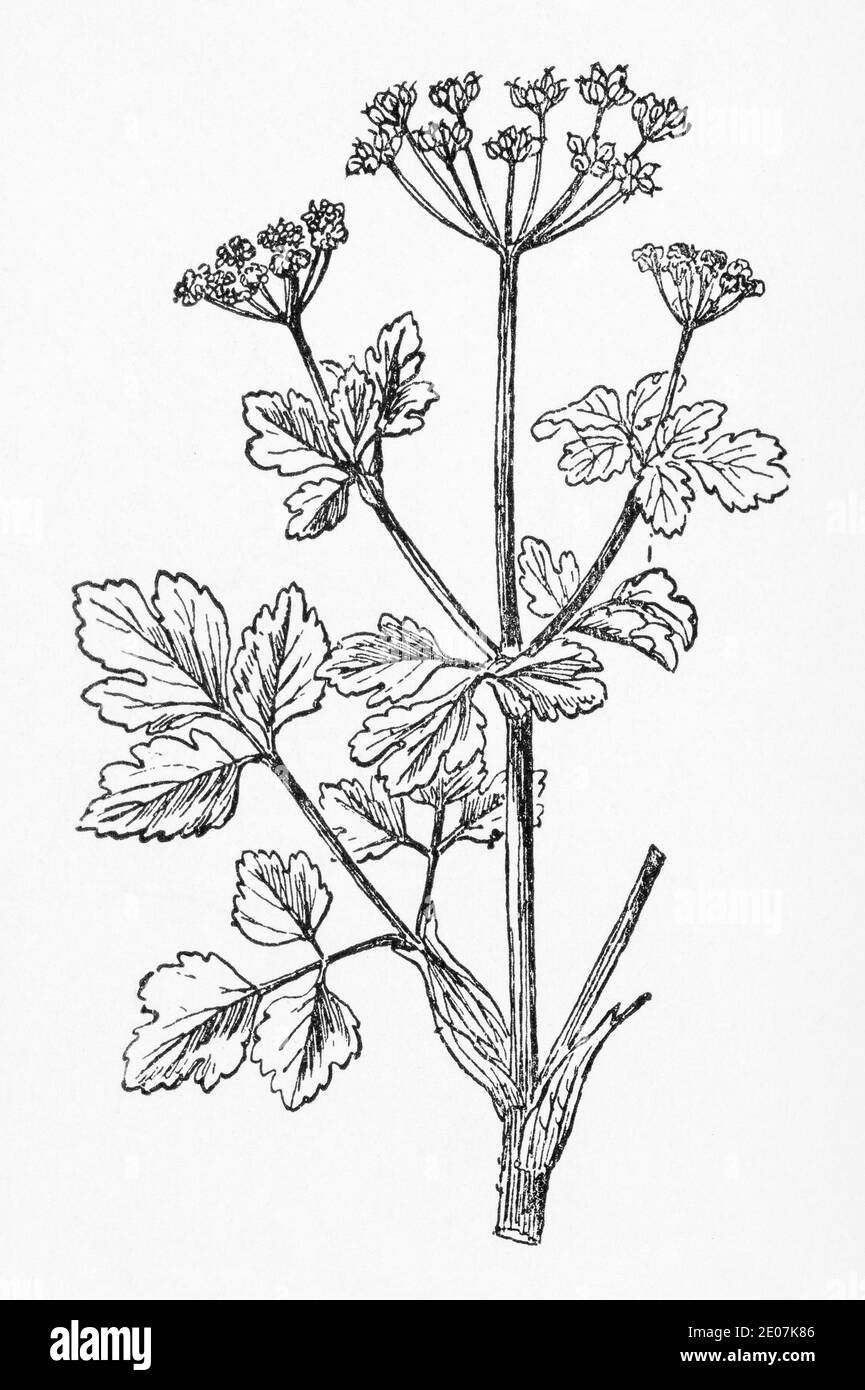 Antica illustrazione botanica incisione di Alexanders / Smyrnium olusatrum. Disegni di bellifers britannici. Vedere Note Foto Stock