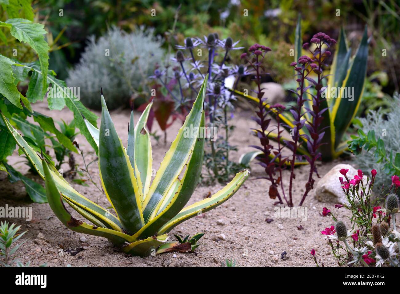 Agave americana Mediopicta Aurea,Century Plant Mediopicta Aurea,sempreverde perenne, rosetta,spinoso-refilato, foglie grigio-verdi,striscia centrale cremosa-bianca Foto Stock