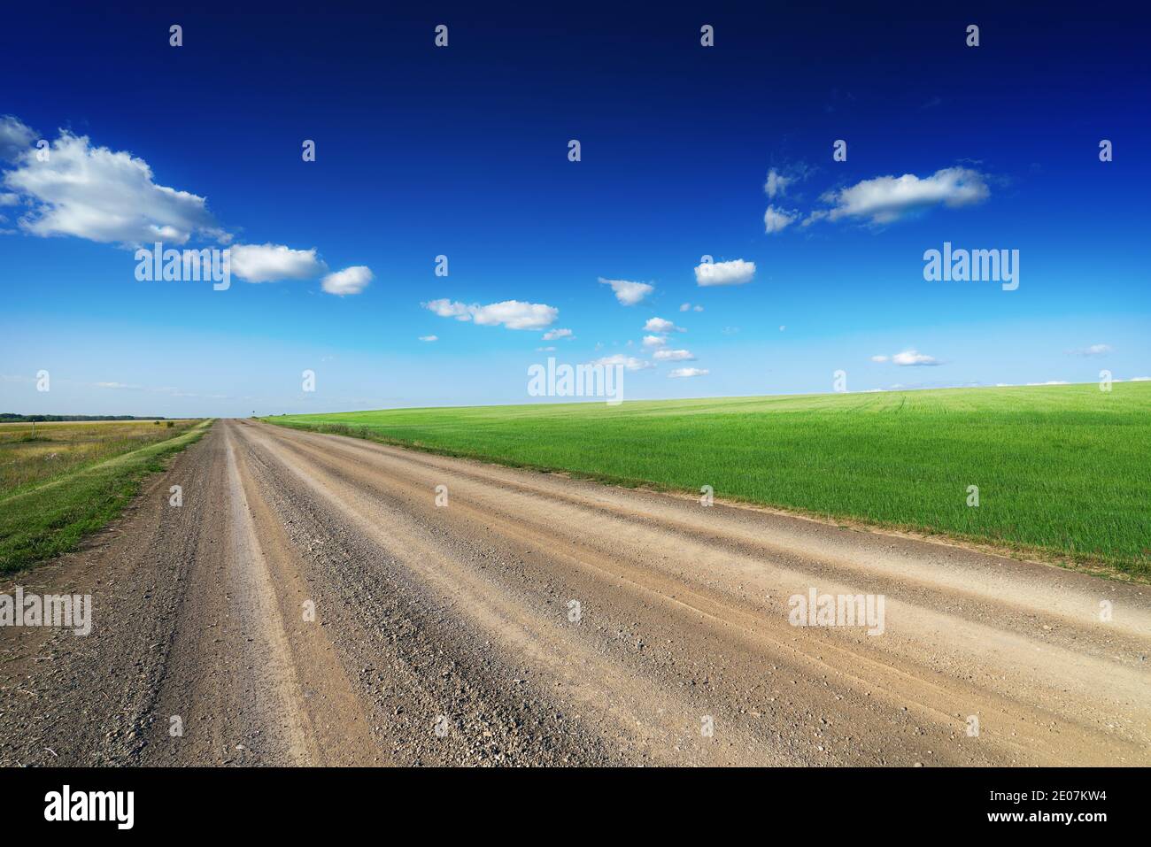 Una strada sterrata corre accanto a un campo di grano verde. Campagna. Cielo blu e alcune nuvole. Guida fuoristrada. Foto Stock