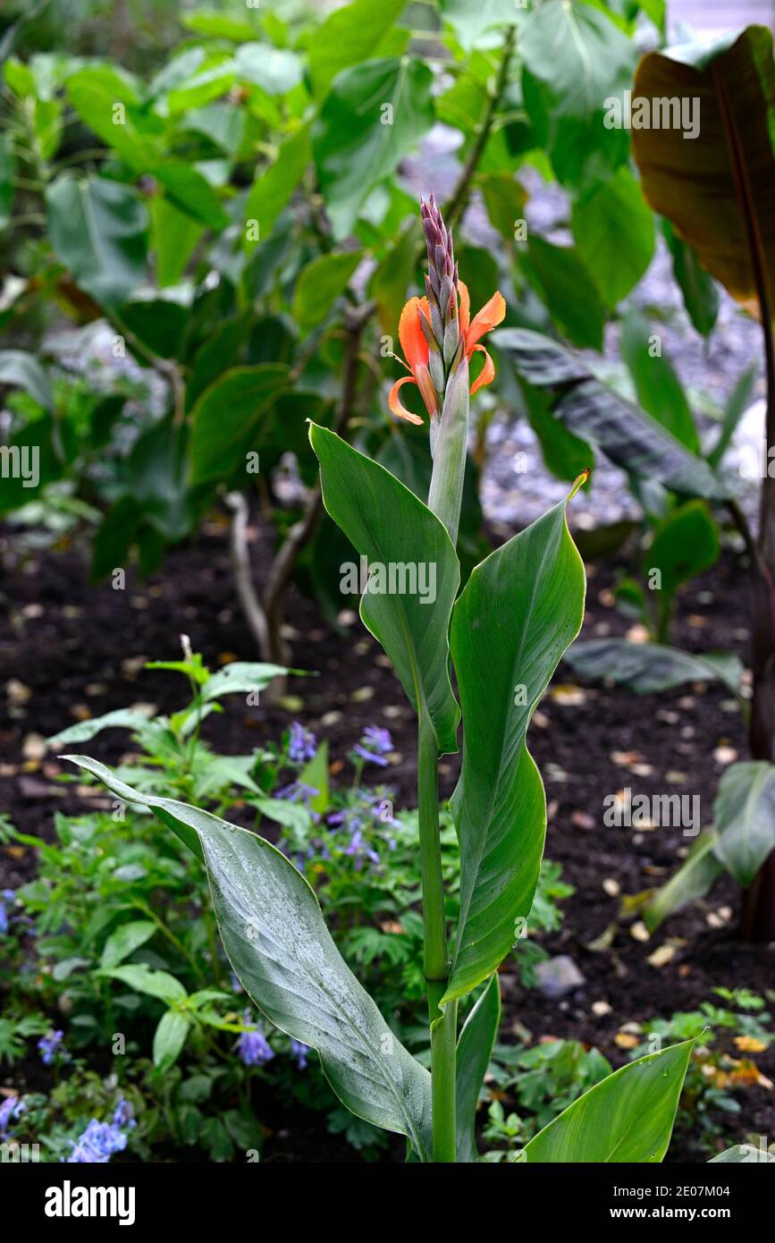 Canna indiana,canna,gigli di canna,arancio,fiore,fiori,fioritura,foglie verdi,fogliame verde,RM Floral Foto Stock