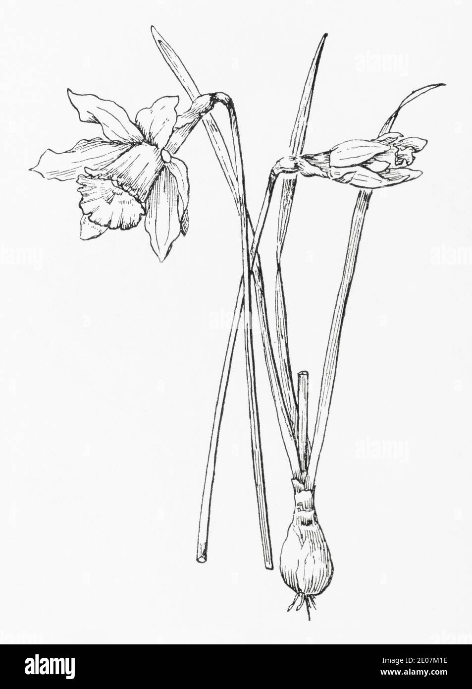 Vecchia illustrazione botanica incisione di Daffodil selvaggio / Narcissus pseudonarcissus. Pianta di erbe medicinali tradizionali. Vedere Note Foto Stock