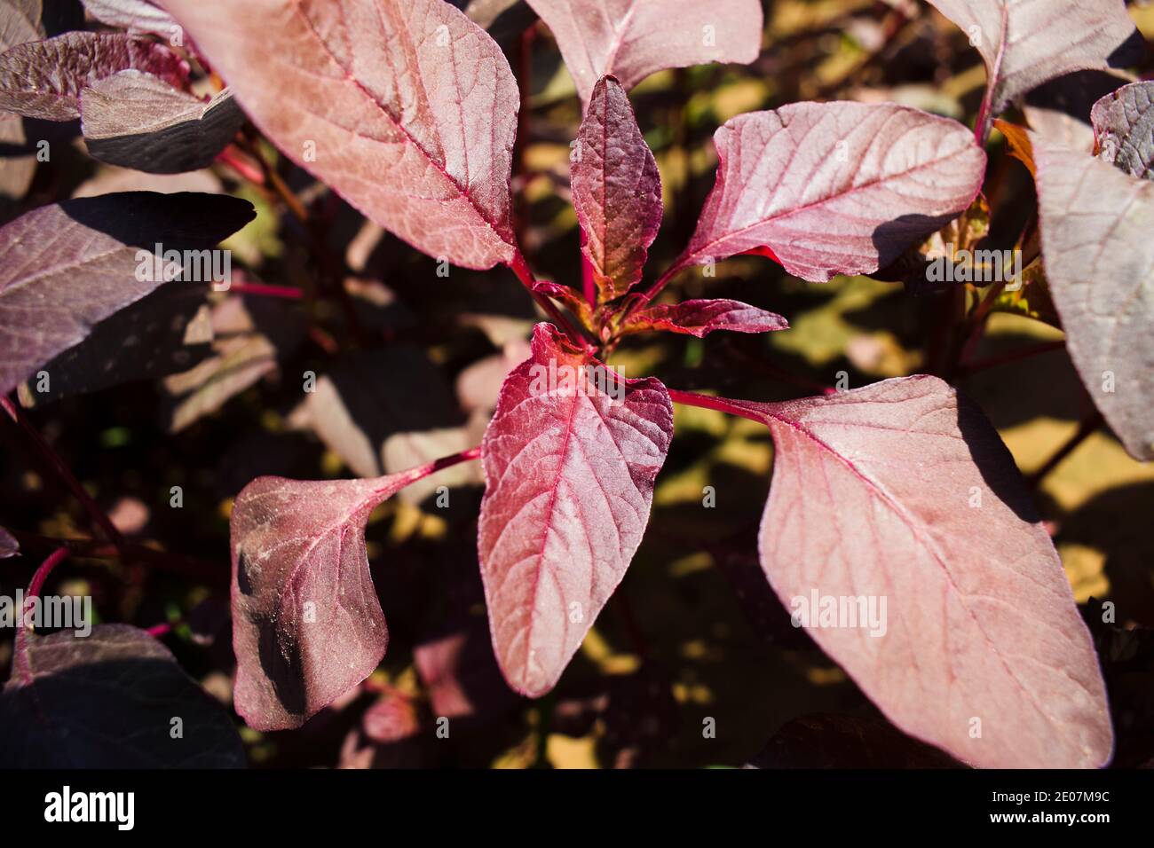 Chowli rossi bhaji o foglie di Amaranth alla luce del sole. Verdure biologiche verdi stagionali indiane in giardino da cucina. Foto Stock