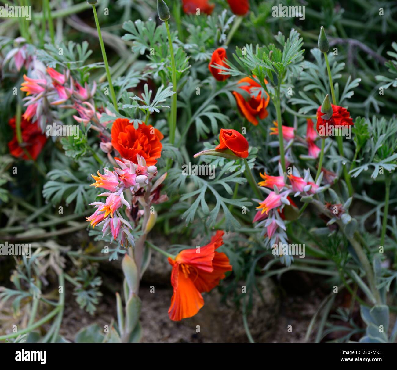 Fioritura di piante grasse immagini e fotografie stock ad alta risoluzione  - Alamy