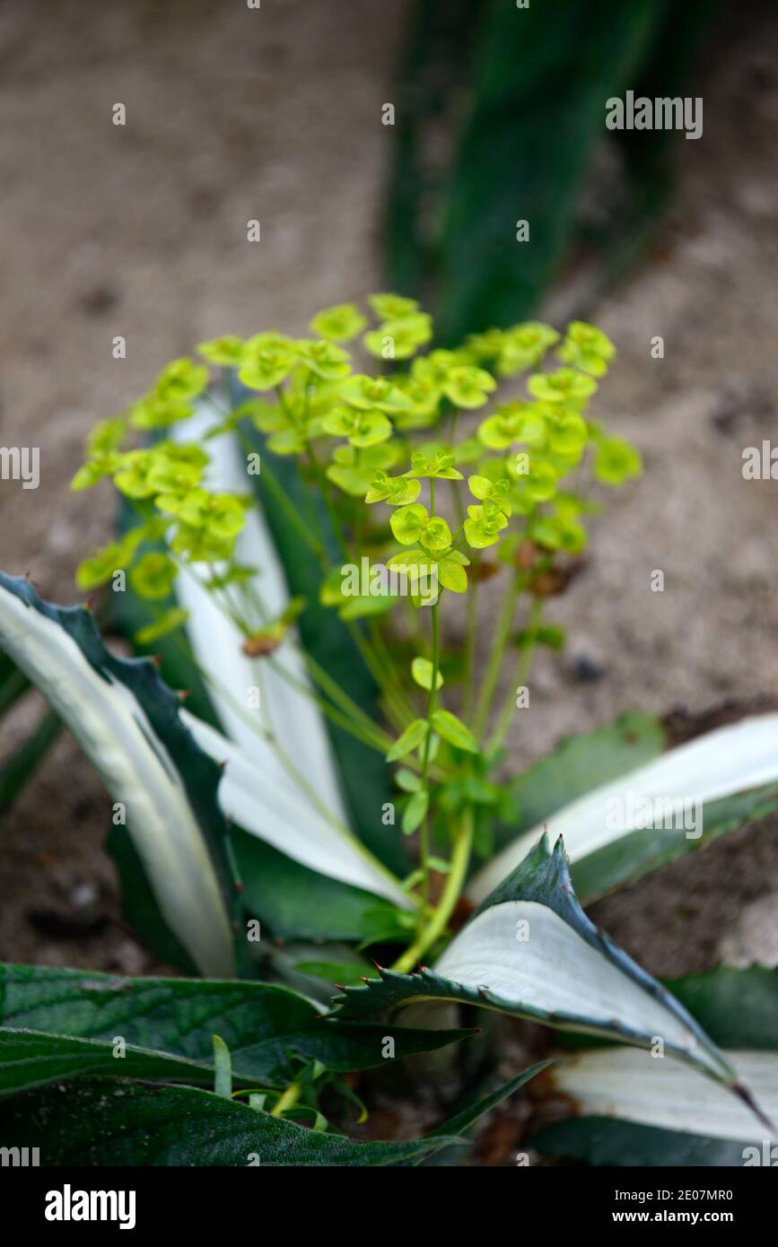 euphorbia rigida,sempreverde perenne,rosetta,spinoso-refilato,foglie grigio-verde,striscia centrale cremosa-bianca,bordo misto,piantagione mista,RM Floral,Agave am Foto Stock
