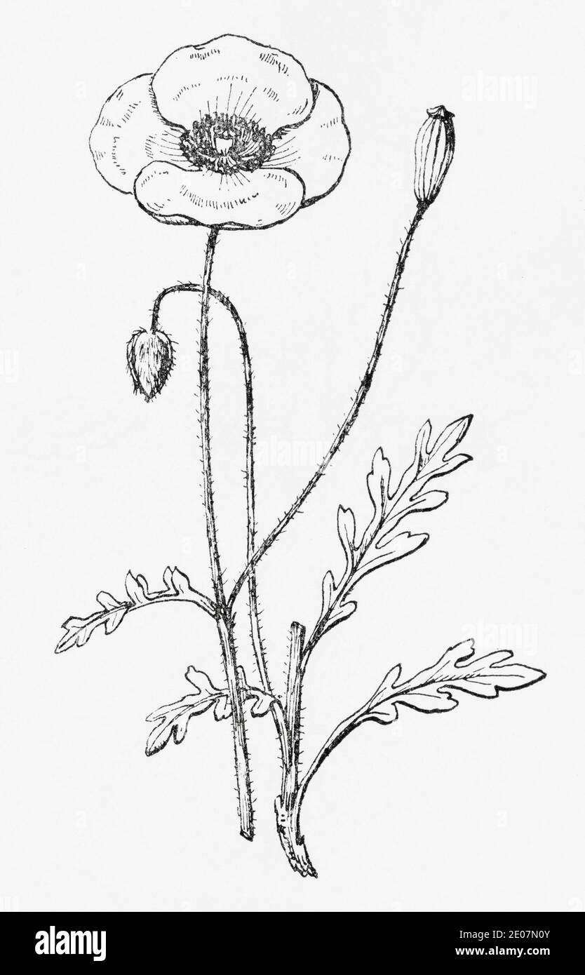 Antica illustrazione botanica incisione di Poppy a testa lunga / Papaver dubium. Pianta di erbe medicinali tradizionali. Vedere Note Foto Stock