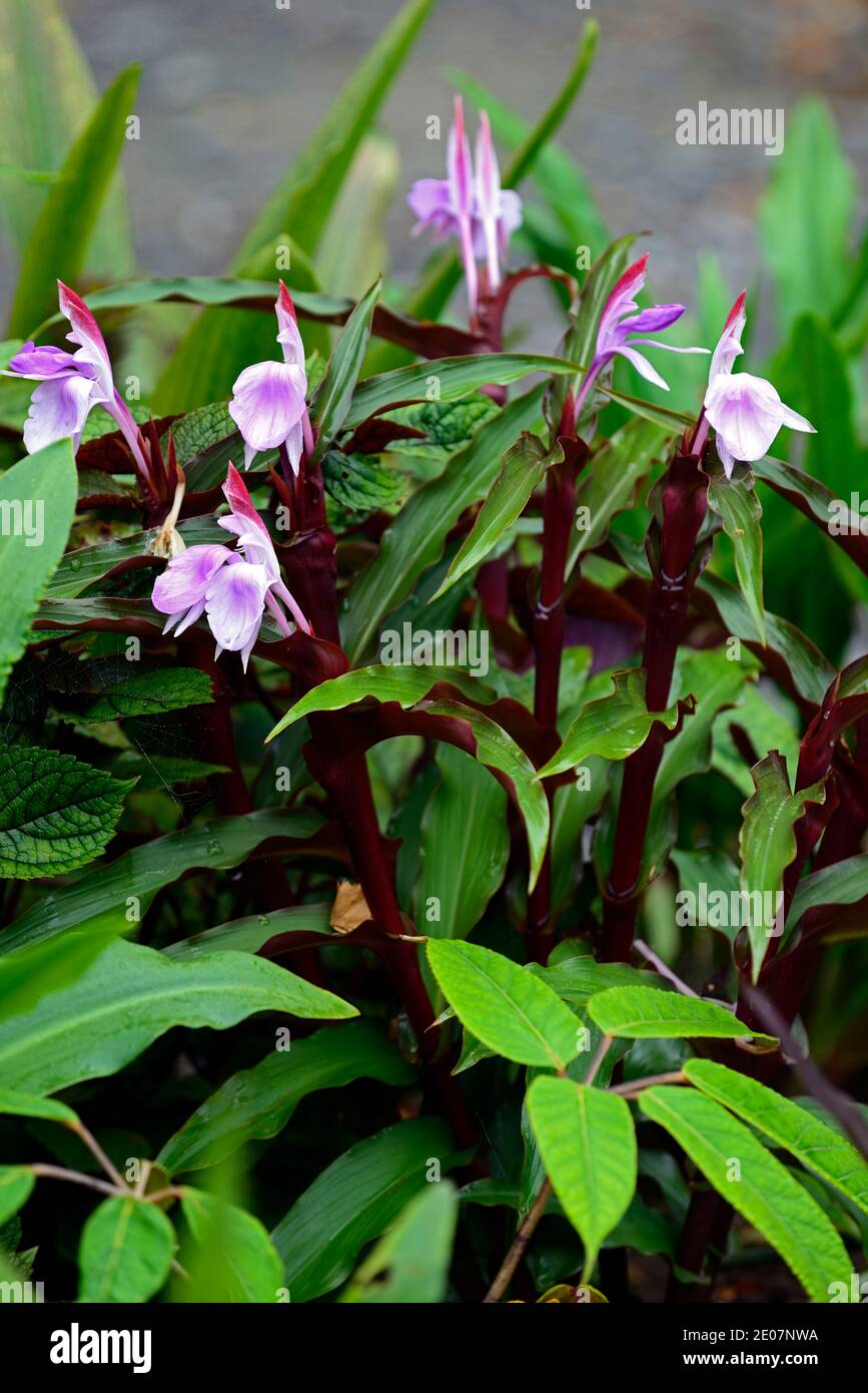 Roscoea purpurea spice island,fiori lilla,fiore viola,vistose orchidea-come fiori,fioritura,RM Floral Foto Stock