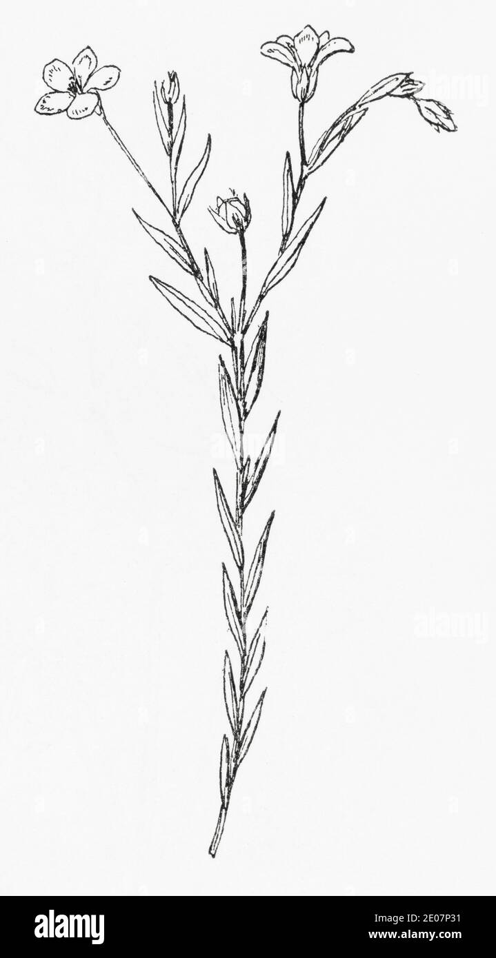 Antica illustrazione botanica incisione di Flax a foglia stretta, pale Flax / Linum bienne. Vedere Note Foto Stock