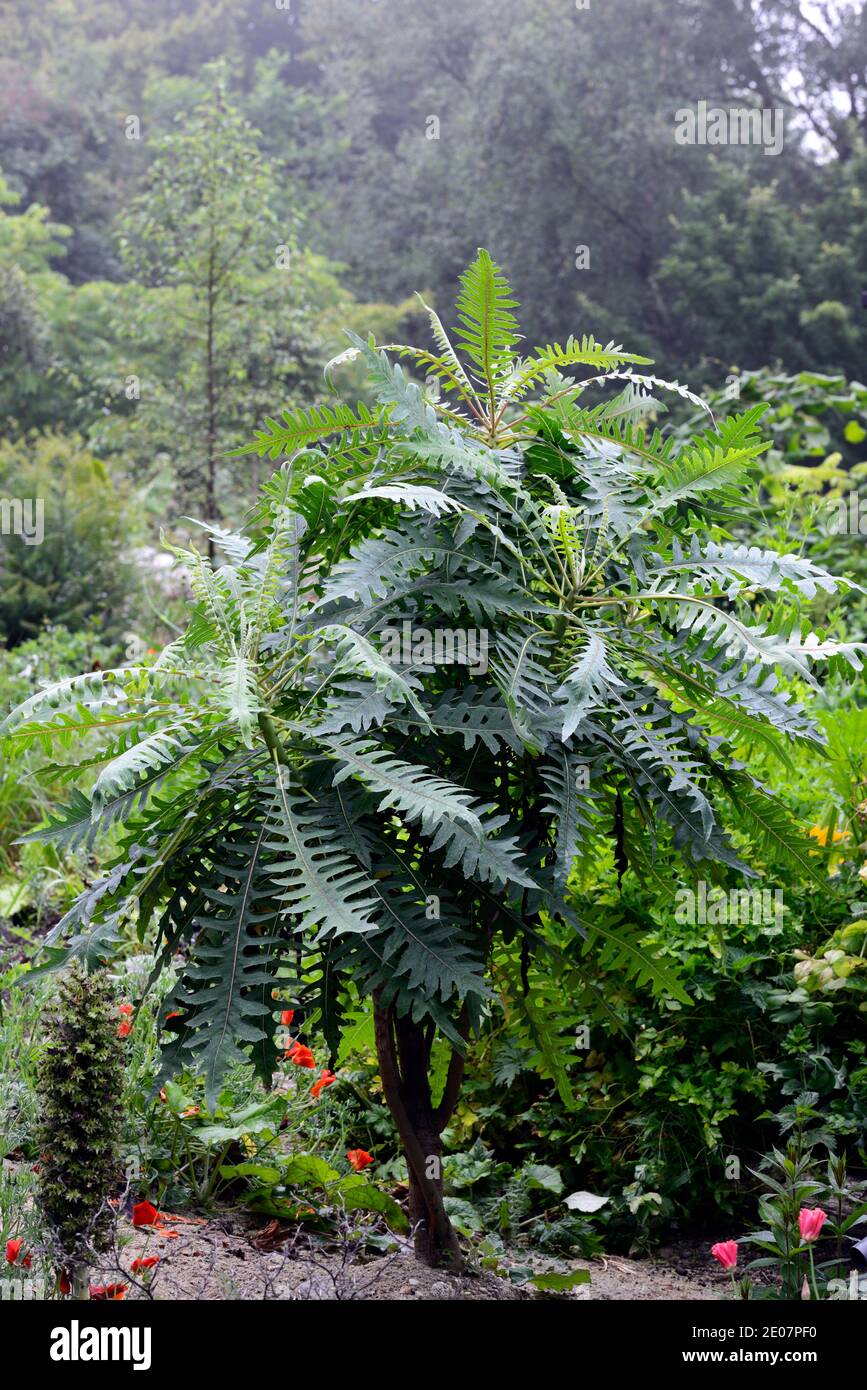 Sonchus palmensis, dente di leone dell'albero gigante, foglie, fogliame, nessun fiori, RM floreale Foto Stock