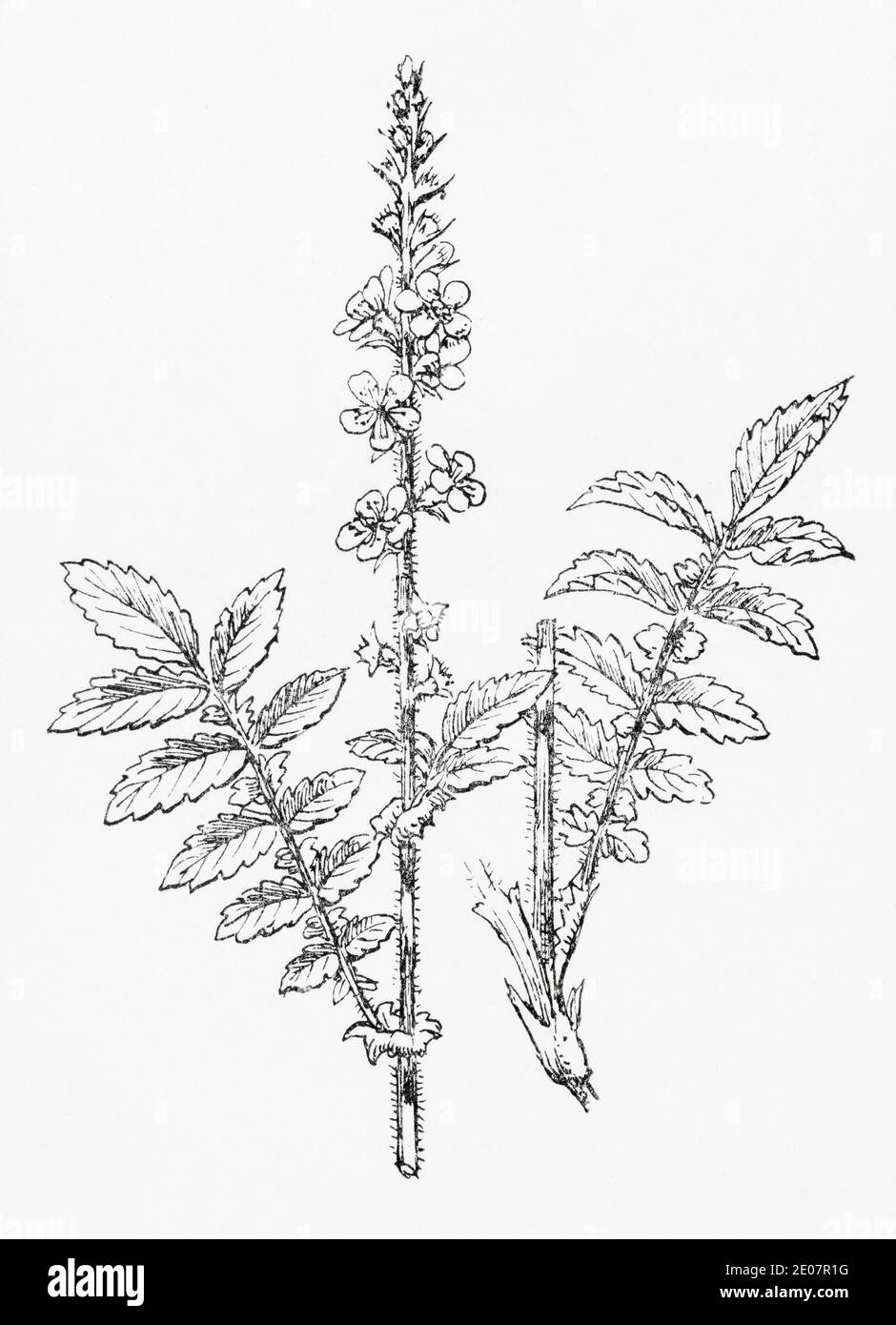 Antica illustrazione botanica incisione di Agrimonia / Agrimonia eupatoria. Pianta di erbe medicinali tradizionali. Vedere Note Foto Stock