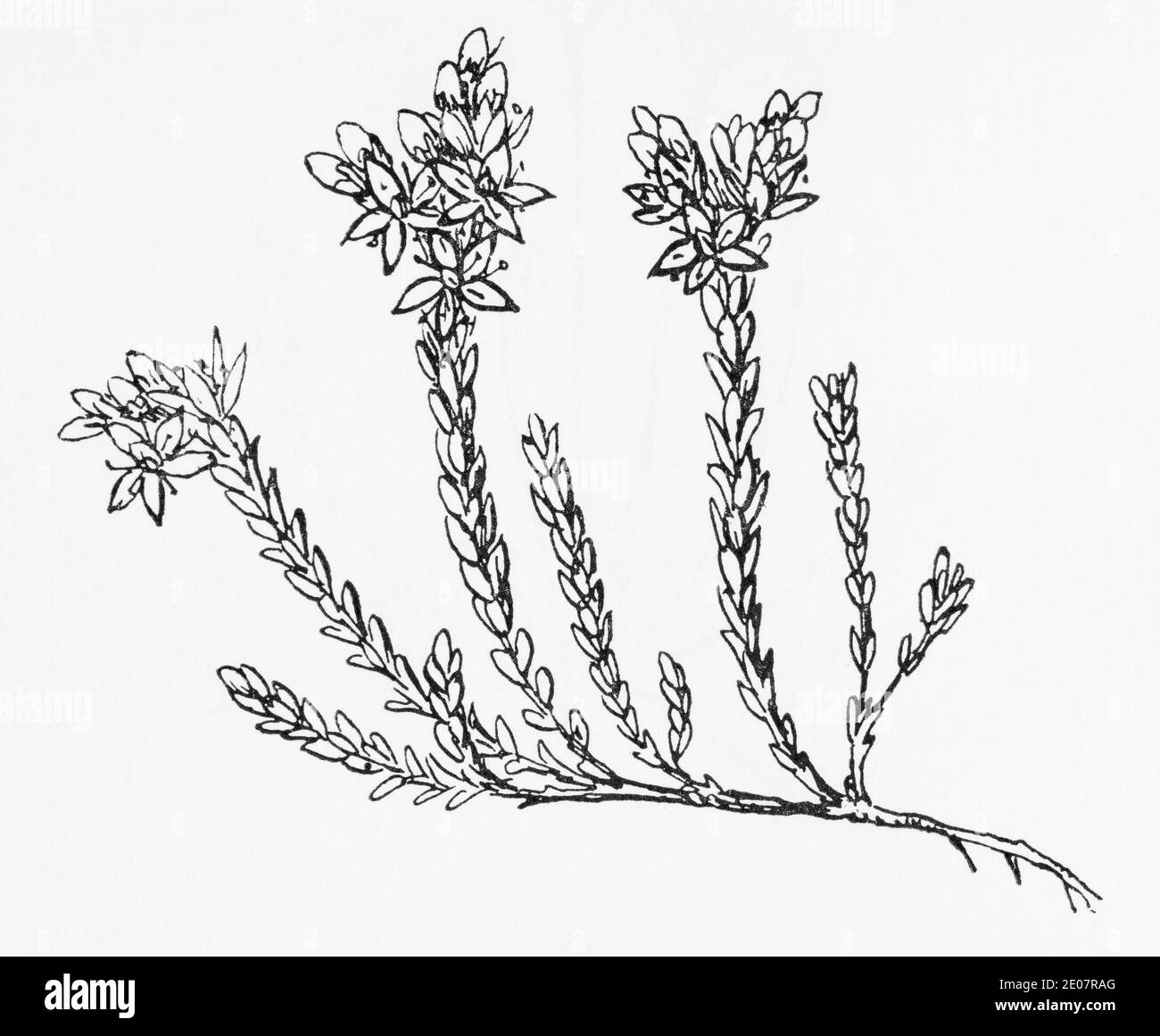 Vecchia illustrazione botanica incisione di morente Stonecrop giallo / Sedum acro. Pianta di erbe medicinali tradizionali. Vedere Note Foto Stock