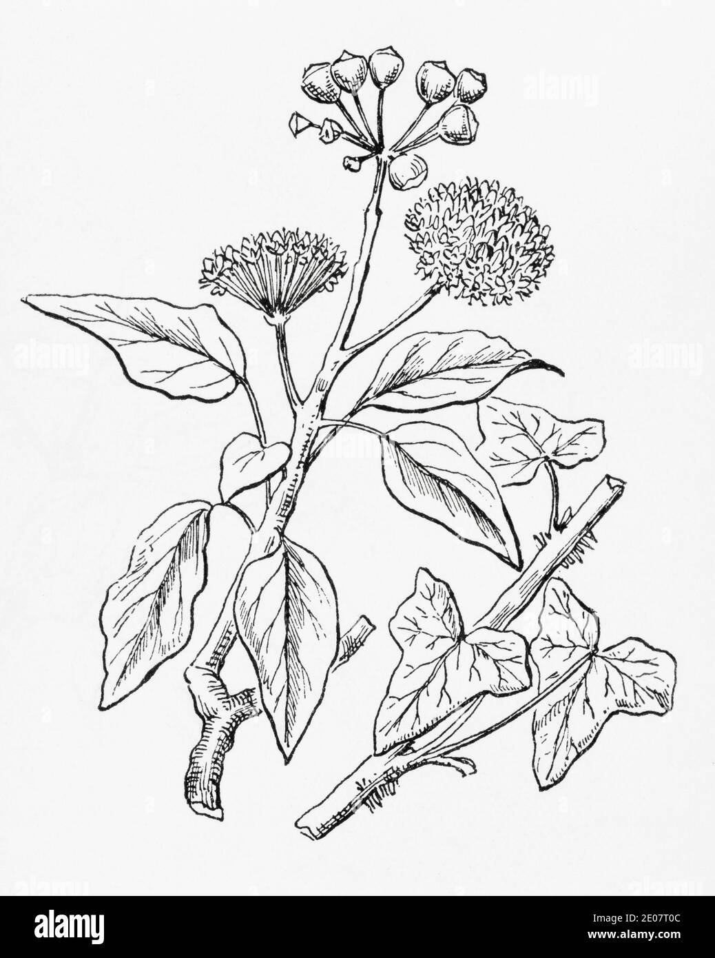 Antica illustrazione botanica incisione di Ivy / Hedera helix. Pianta di erbe medicinali tradizionali. Vedere Note Foto Stock
