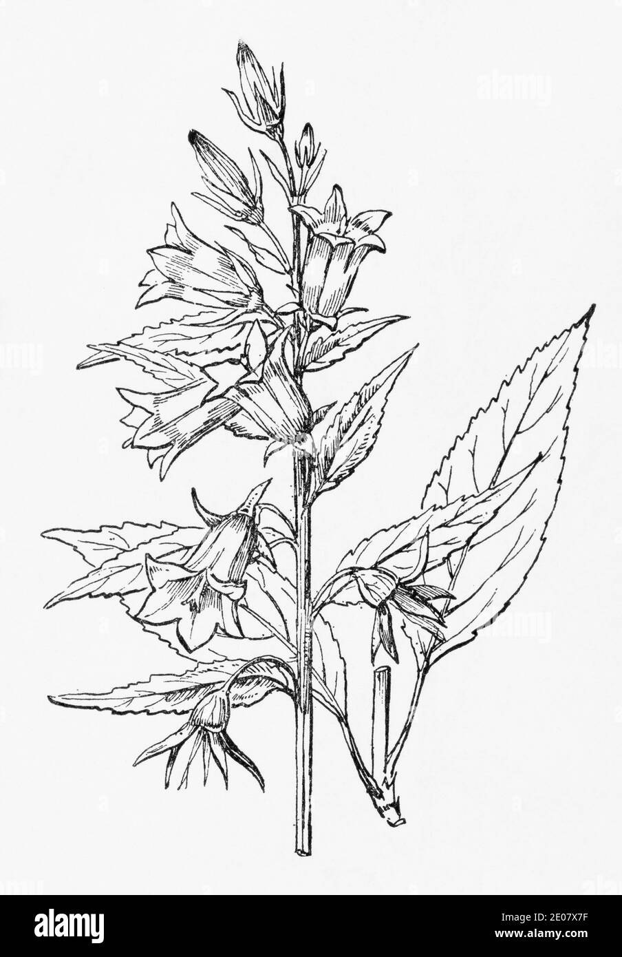 Antica illustrazione botanica incisione di Bellflower gigante / Campanula latifolia. Piante medicinali tradizionali a base di erbe in parti del mondo. Vedere Note Foto Stock