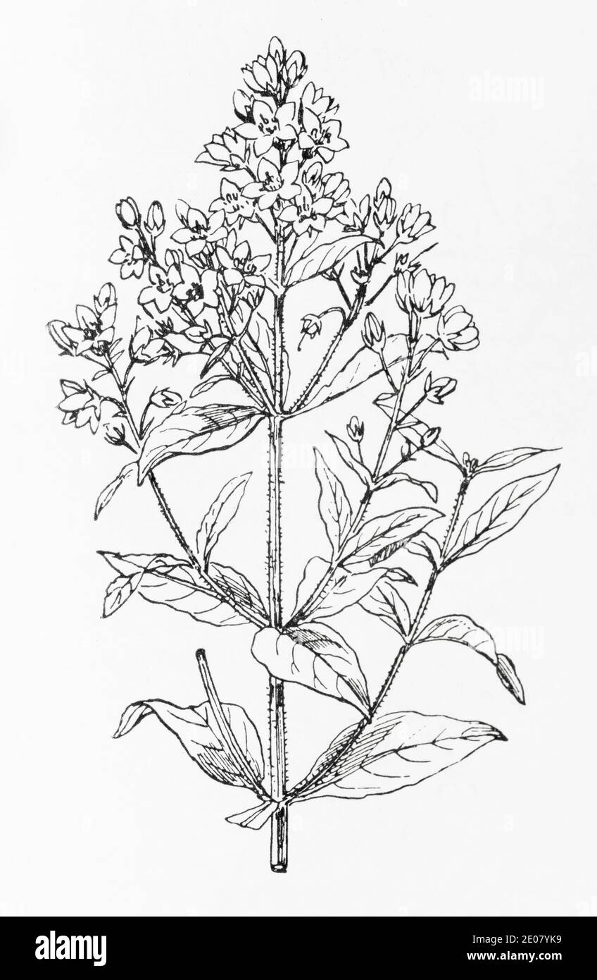 Antica illustrazione botanica incisione di Loosewlife giallo / Lysimachia vulgaris. Pianta di erbe medicinali tradizionali. Vedere Note Foto Stock