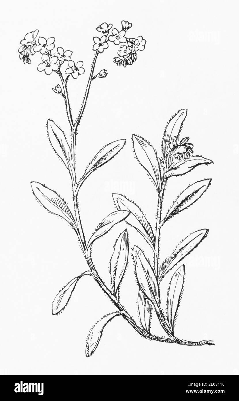 Antica illustrazione botanica incisione di legno Forget-me-Not / Myosotis sylvatica. Vedere Note Foto Stock