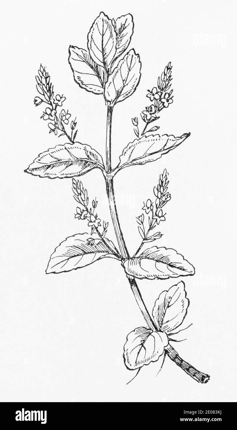 Antica illustrazione botanica incisione di Brooklime / Veronica beccabunga. Pianta di erbe medicinali tradizionali. Vedere Note Foto Stock