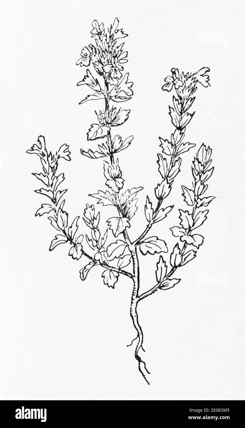 Antica illustrazione botanica incisione di Eyebright / Eufrasia rostkovian, Eufrasia officinalis. Pianta di erbe medicinali tradizionali. Vedere Note Foto Stock