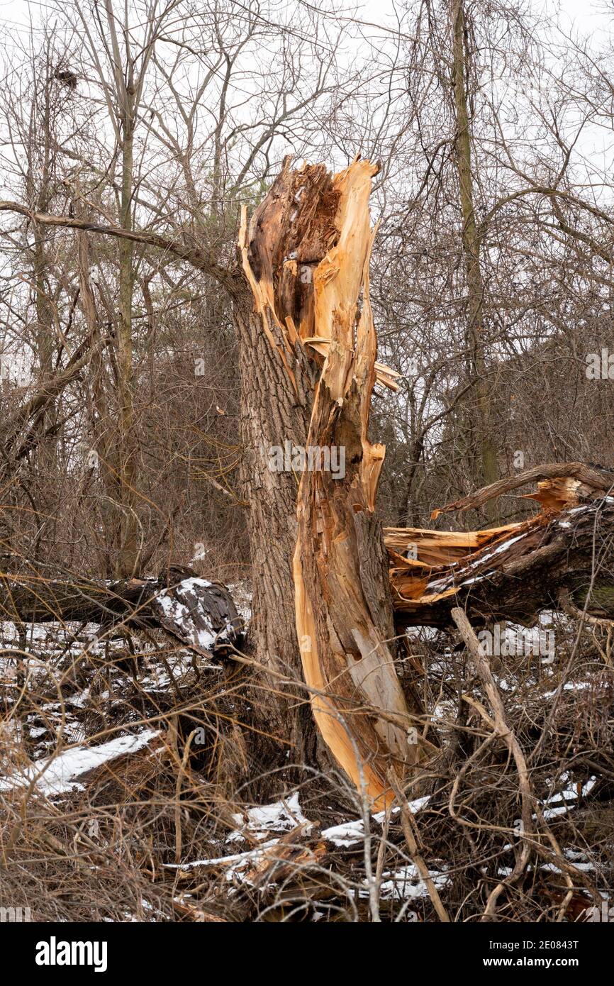 Morte e distruzione di un albero rotto nella foresta, caduto e marciato a terra Foto Stock