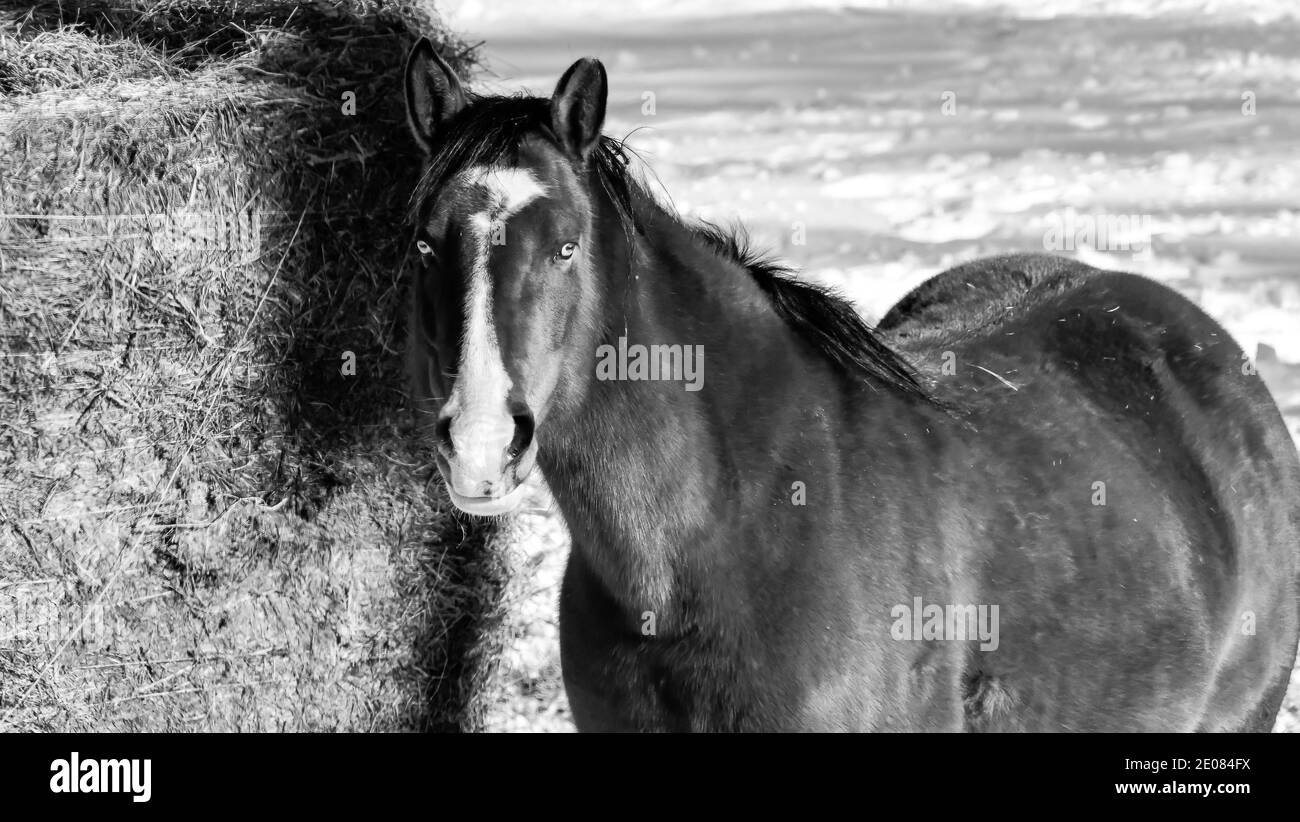 Grande cavallo bruno nel paddock pascolo su una neve giorno invernale coperto Foto Stock