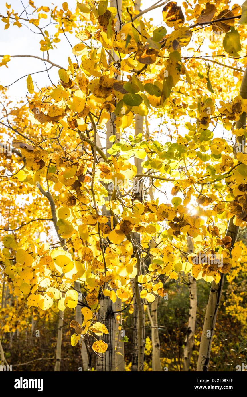 Aspen Trees retroilluminato, Taggart Lake Trail, Grand tetons National Park, Wyoming, Stati Uniti. Foto Stock