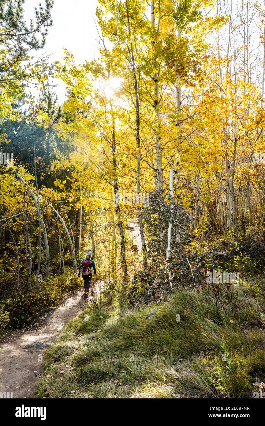 Una donna che camminava sul sentiero del lago Taggart attraverso gli alberi retroilluminati di Aspen, il Grand Tetons National Park, Wyoming, USA. Foto Stock