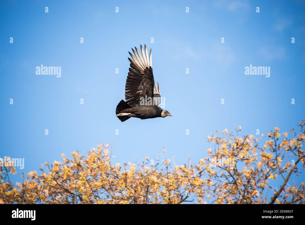 Avvoltoio tacchino (Cathartes aura) Sorvolando le cime degli alberi in cielo blu in Texas inverno Foto Stock