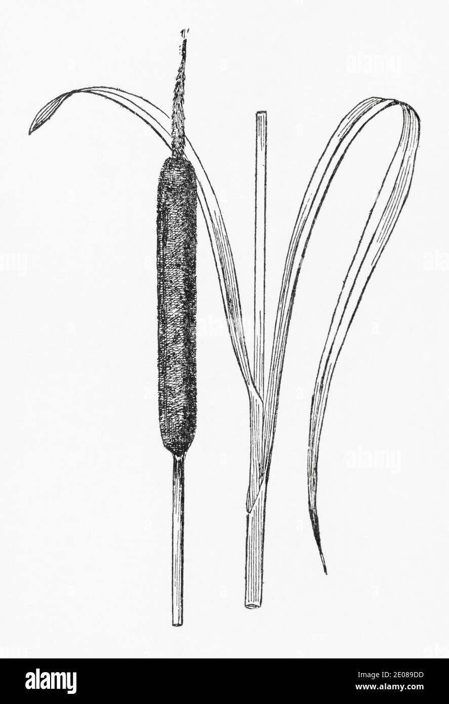 Antica illustrazione botanica incisione di grande Reed-mace / Typha latifolia. Pianta di erbe medicinali tradizionali. Vedere Note Foto Stock