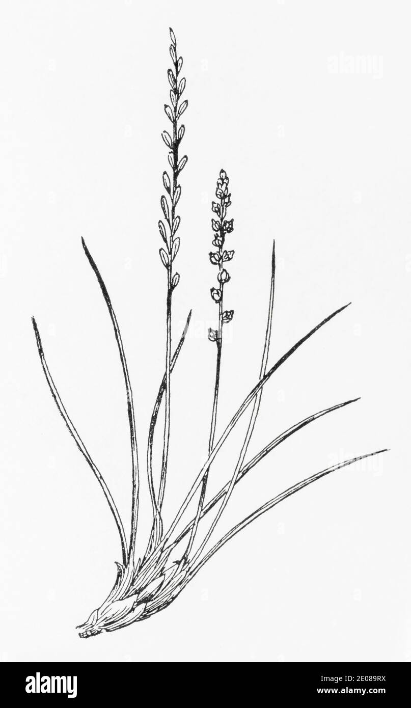 Vecchia illustrazione botanica incisione di Frassino Arrowgrass / Trislochin palustris. Vedere Note Foto Stock