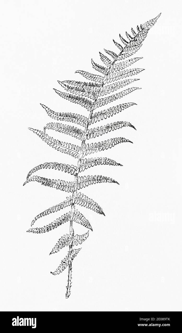Antica illustrazione botanica incisione di Lady Fern / Athyrium filix-femina. Piante medicinali tradizionali a base di erbe in parti del mondo. Vedere Note Foto Stock