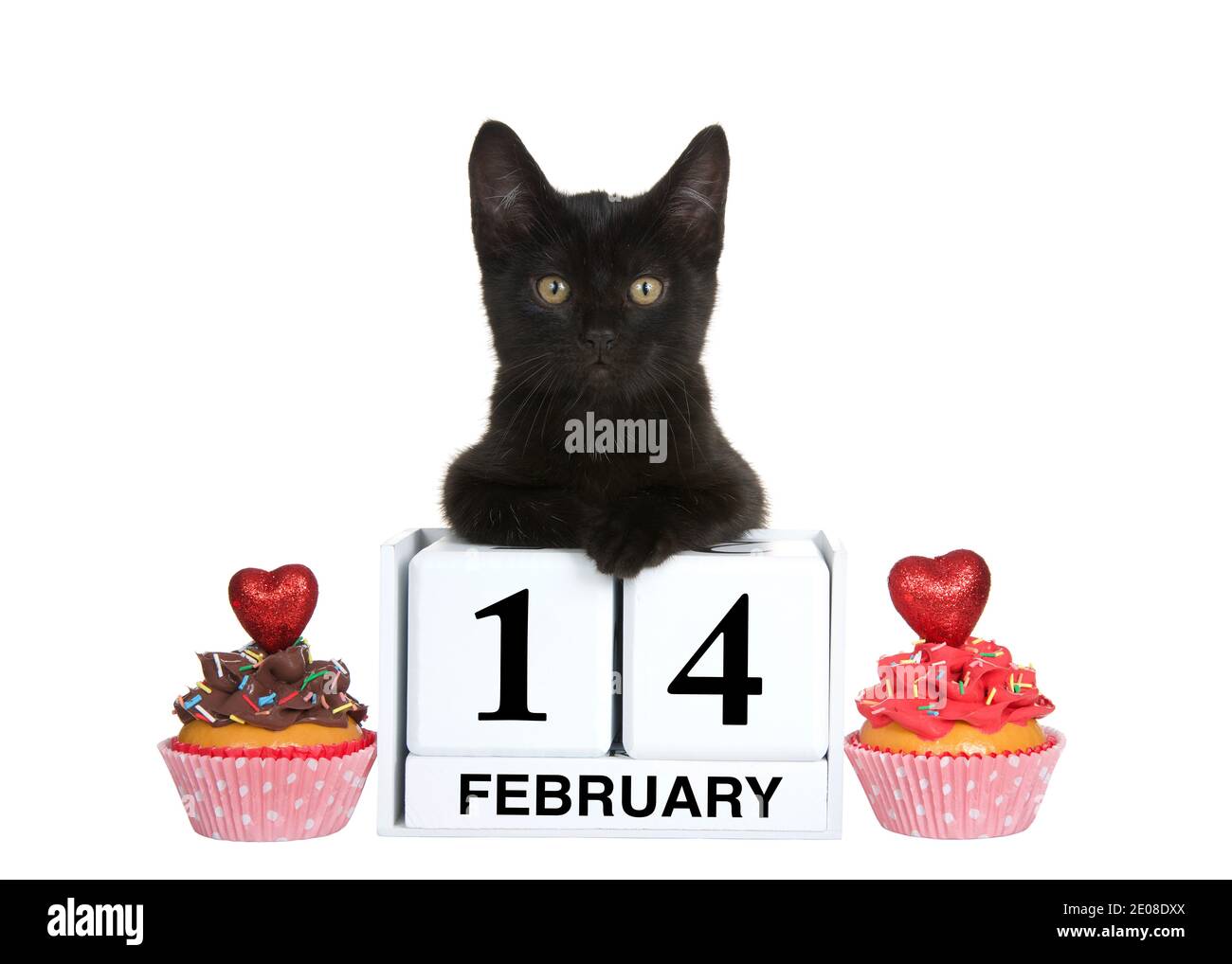 Gattino nero disteso su blocchi di calendario con data di festa per San Valentino, 14 febbraio. Torte di tazza di vaniglia ghiacciate al cioccolato e alla fragola o Foto Stock