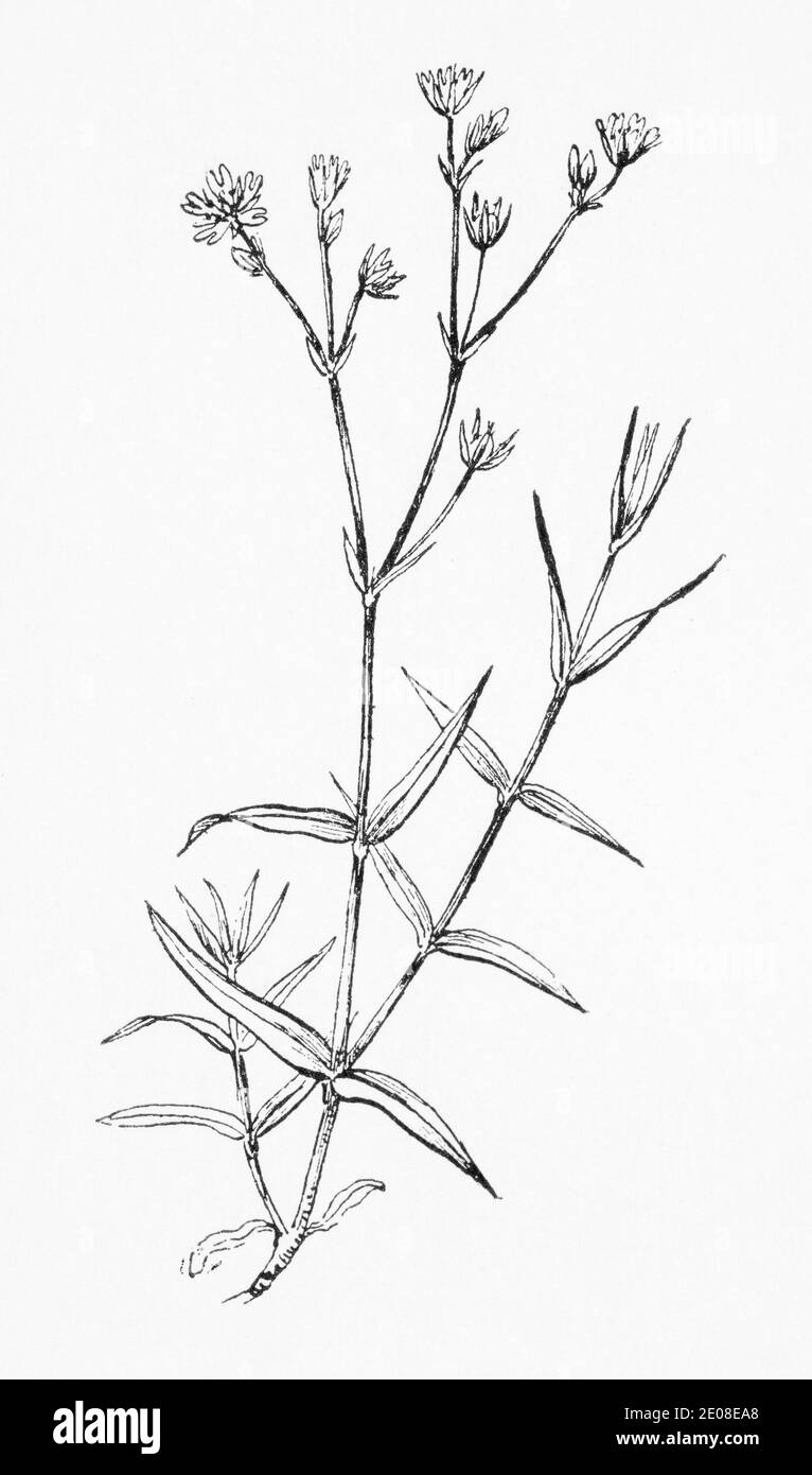 Antica illustrazione botanica incisione di Lesser Stitchwort, Graminea di Stellaria. Vedere Note Foto Stock