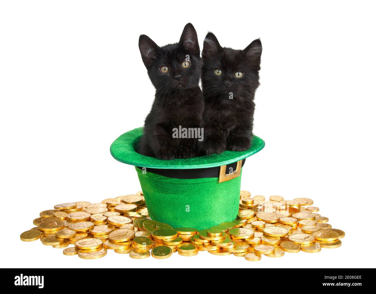 Due gattini neri in un cappellino verde a tema San Patrizio con posa su un letto di monete d'oro isolate su sfondo bianco. Divertimento vacanza a tema wi Foto Stock